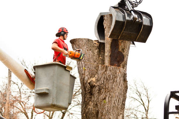 Albion, IL Tree Care Company